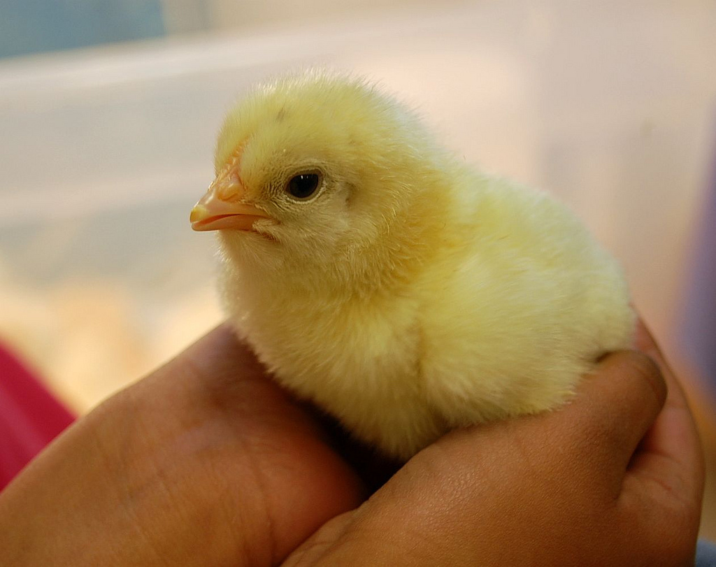 Chick Hatching » Bring the Farm to You