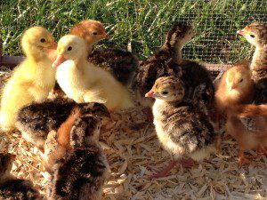 Turkey poults, chicks and ducklings