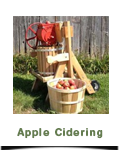 Apple Cidering