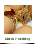 Chick Hatching