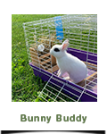 Bunny Buddy