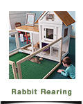 Rabbit Rearing